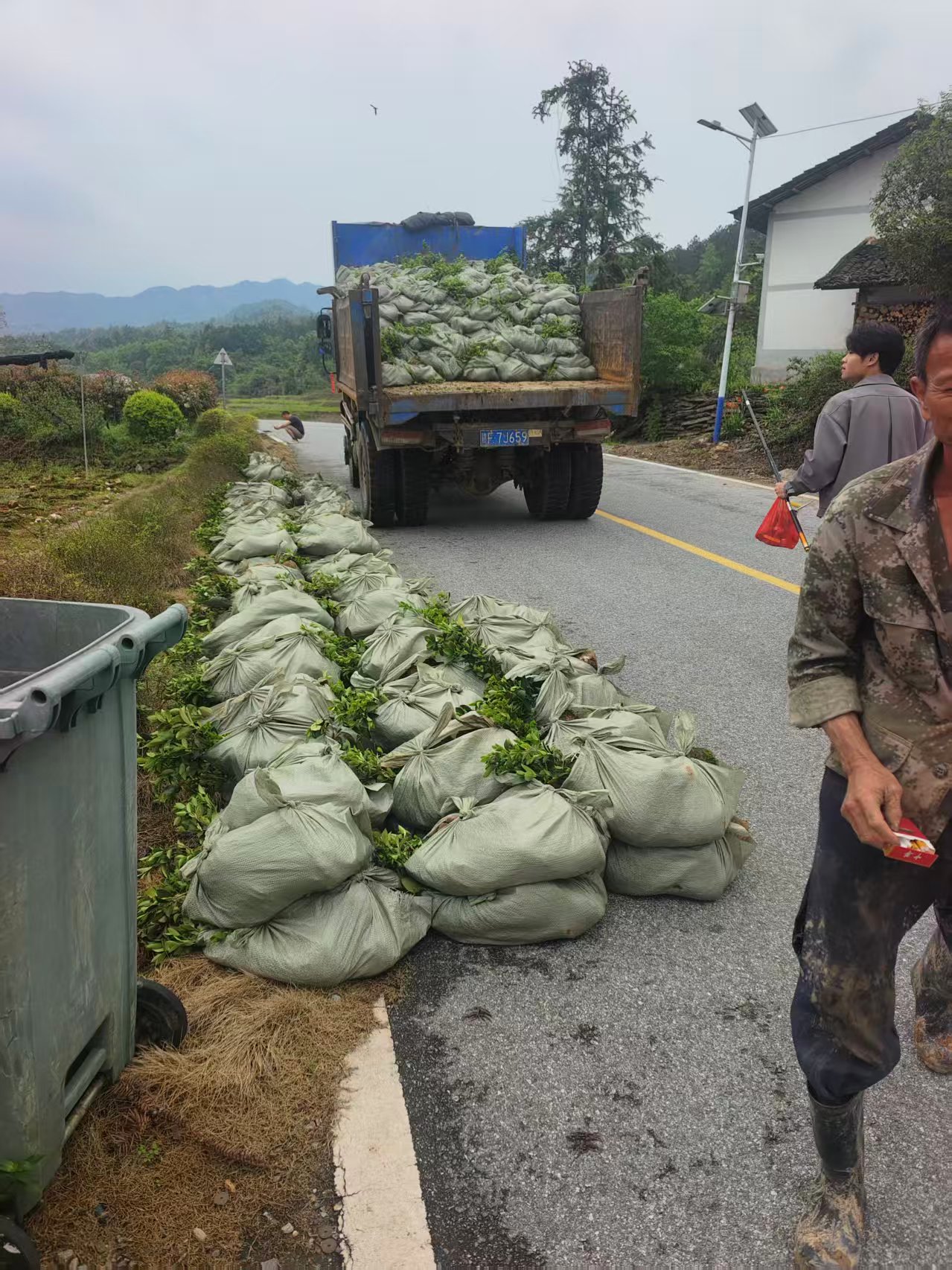 300亩高山油茶基地种植启动