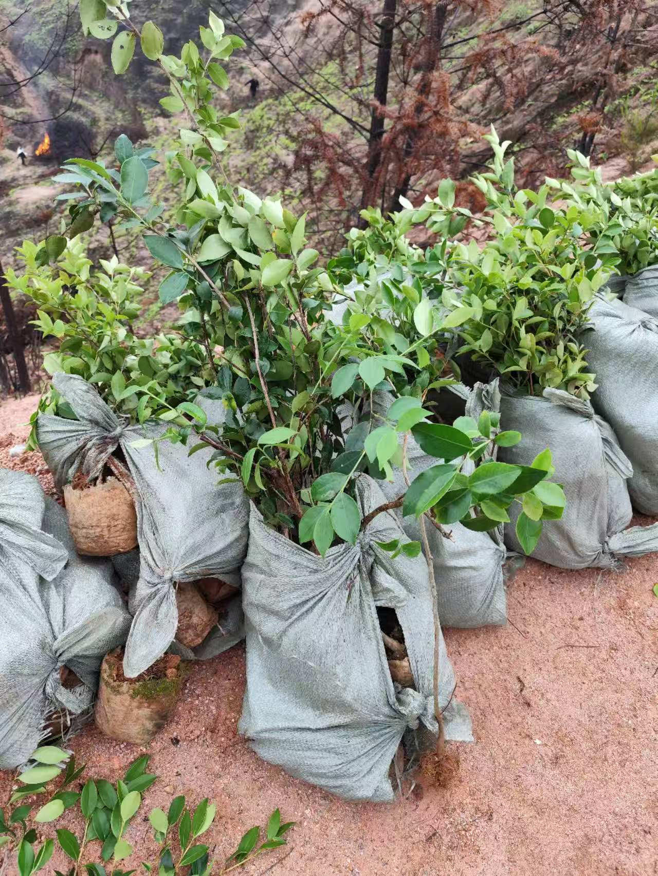 300亩高山油茶基地种植启动