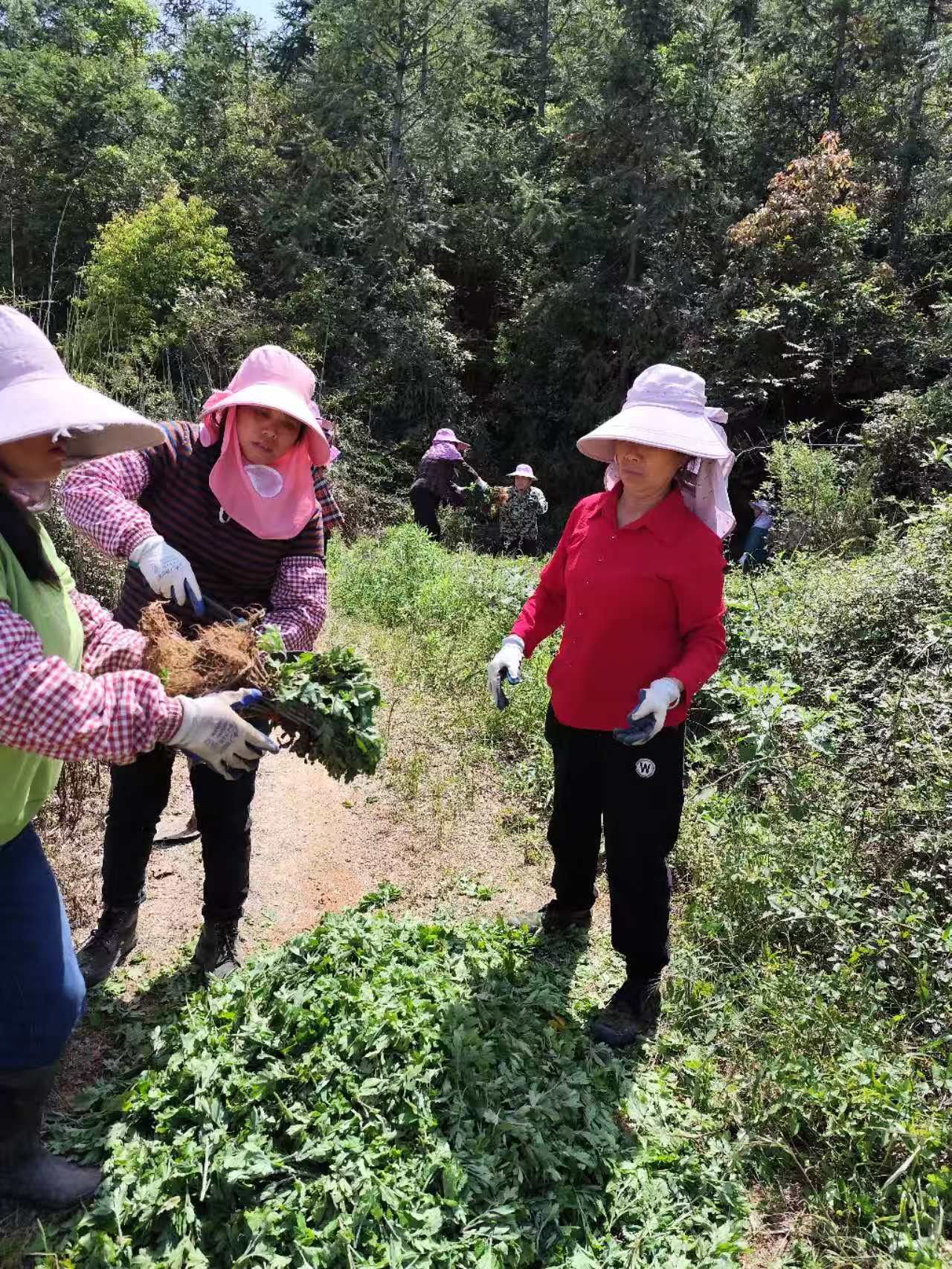 500亩菊花基地种植正式启动
