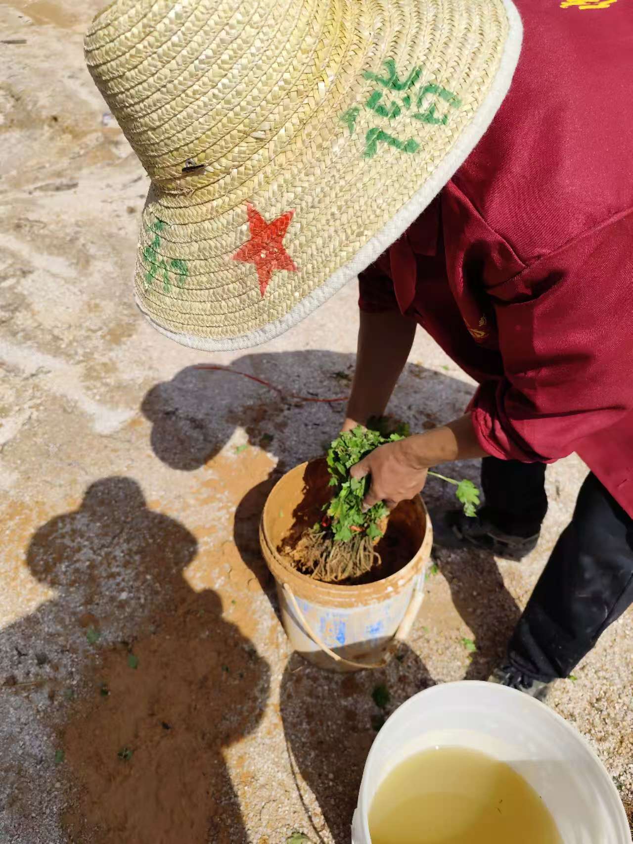 500亩菊花基地种植正式启动