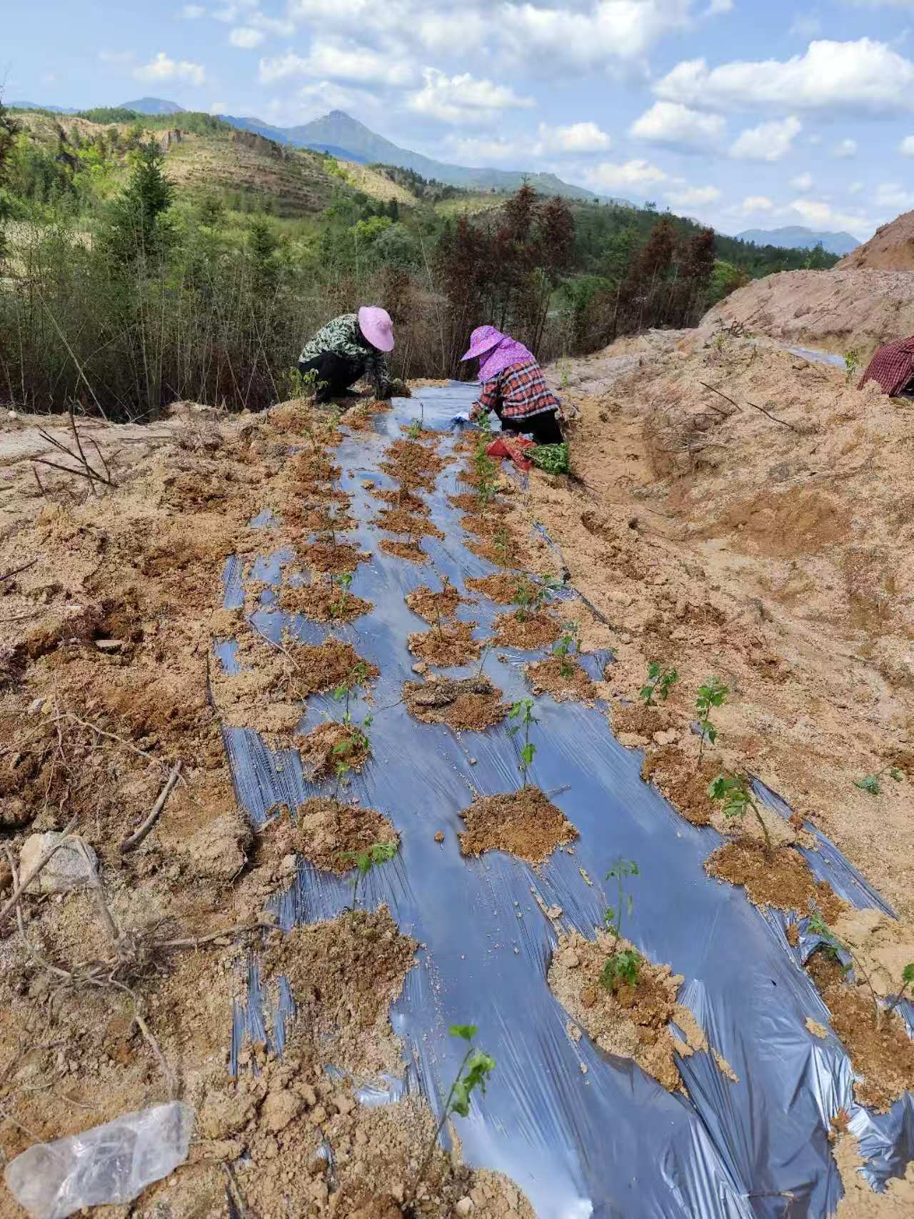 500亩菊花基地种植正式启动