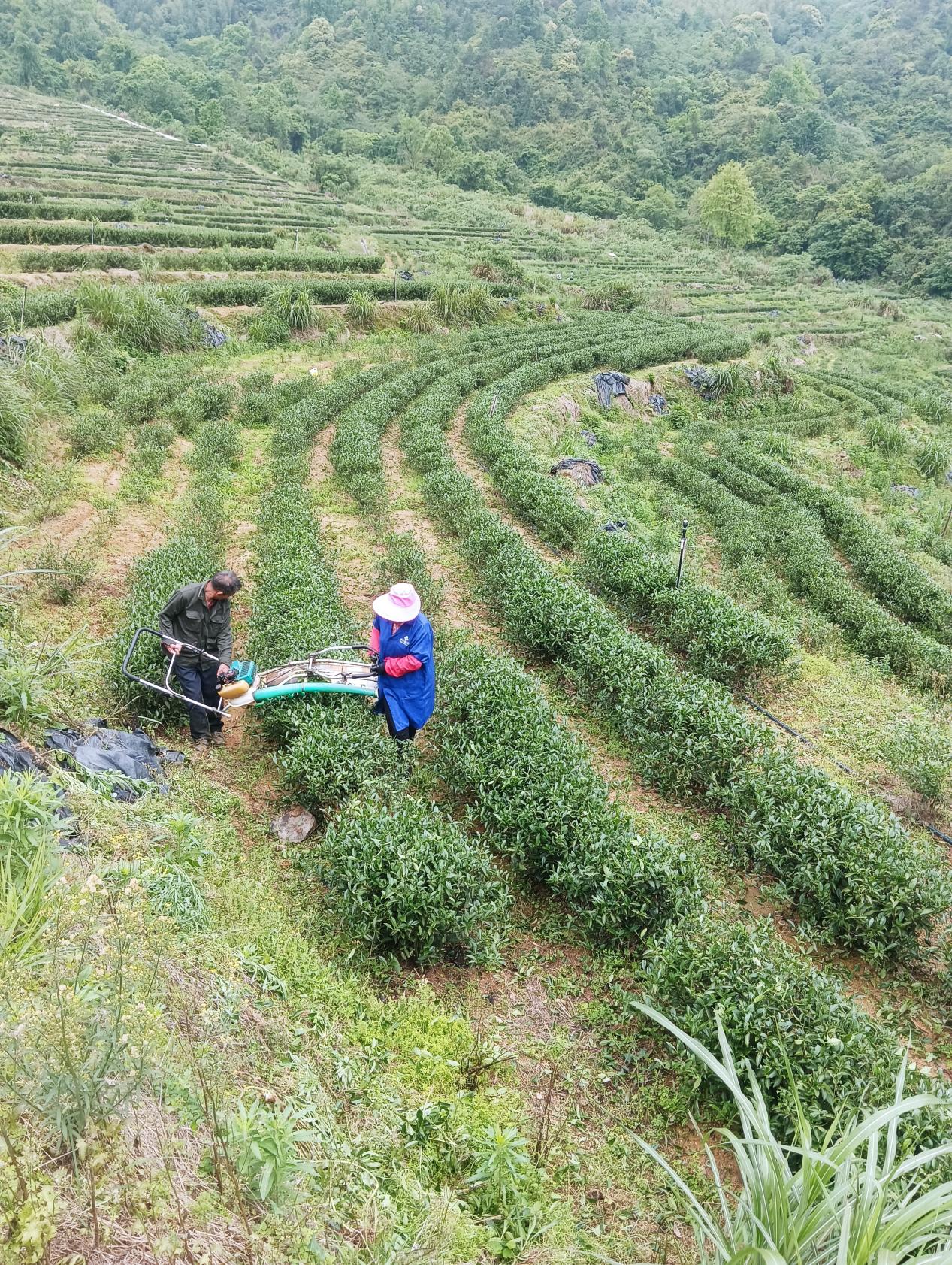 小布商会参观走访公司及茶山基地