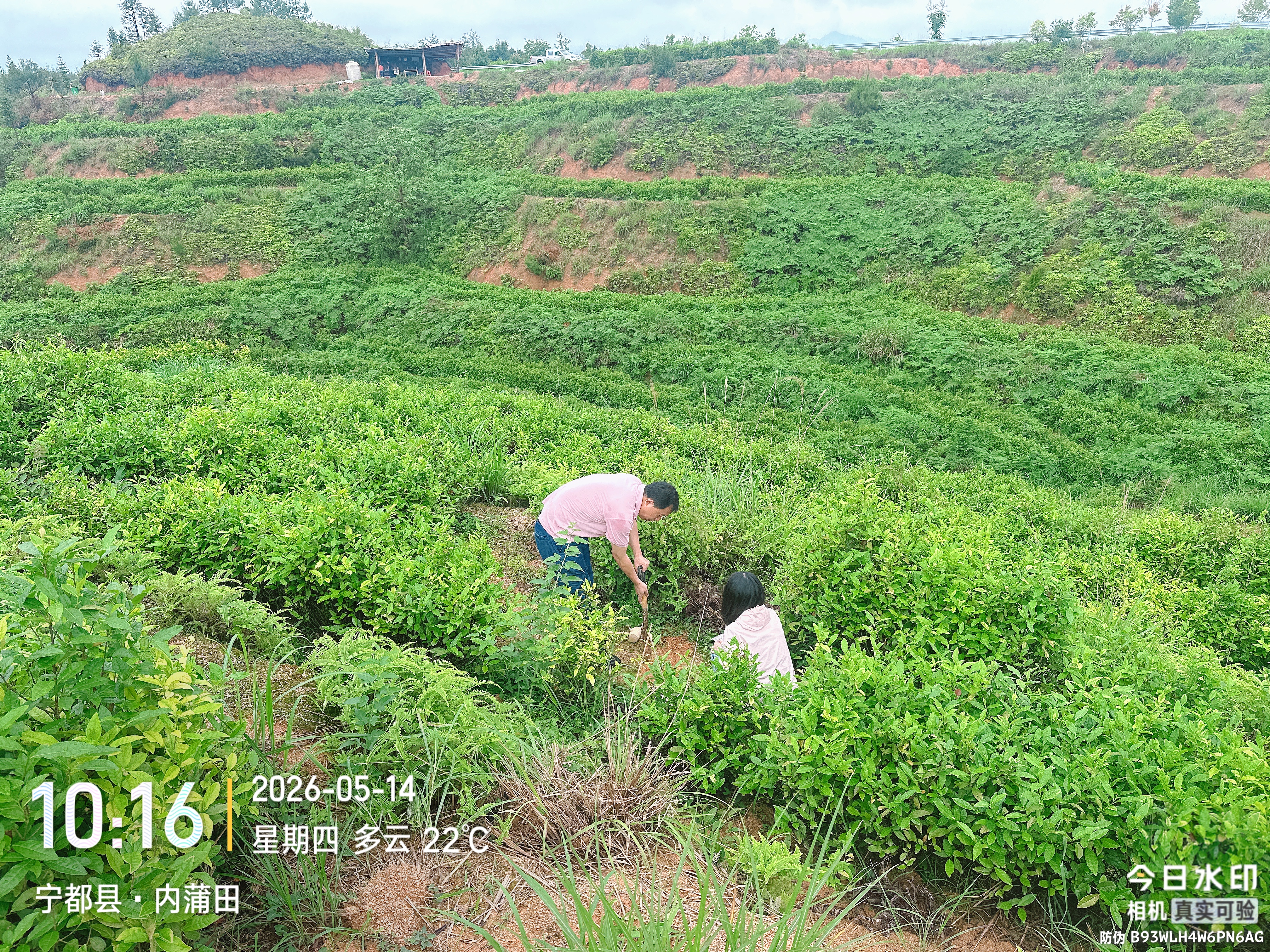 江西省水利科学院茶山基地土壤检测