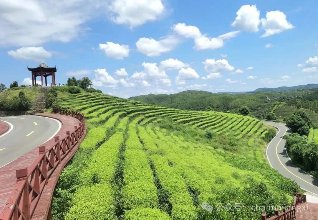 重新认识赣南高山茶