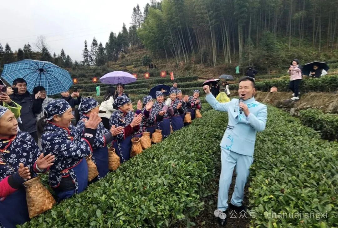 重新认识赣南高山茶