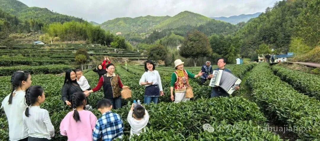 重新认识赣南高山茶