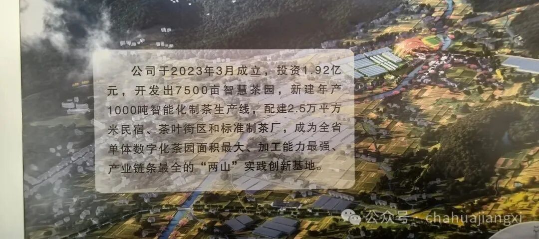 重新认识赣南高山茶
