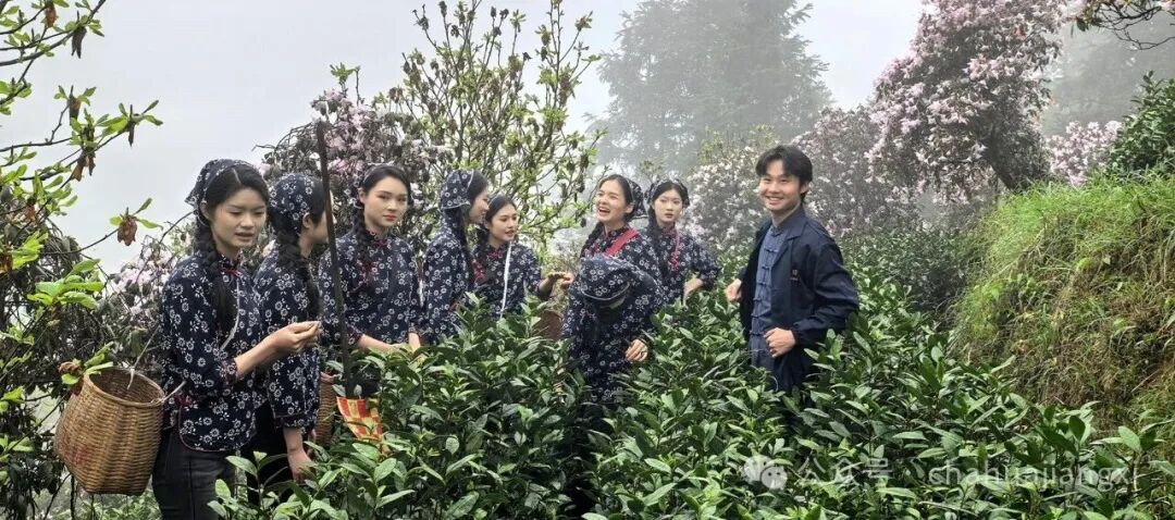重新认识赣南高山茶
