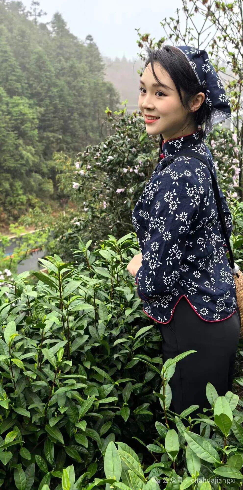 重新认识赣南高山茶