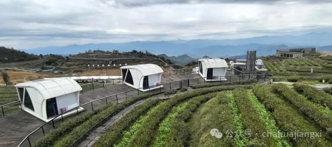重新认识赣南高山茶