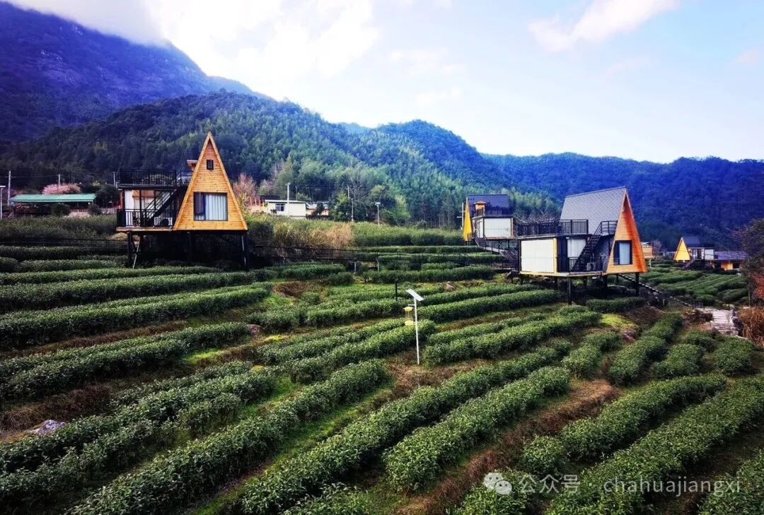 重新认识赣南高山茶