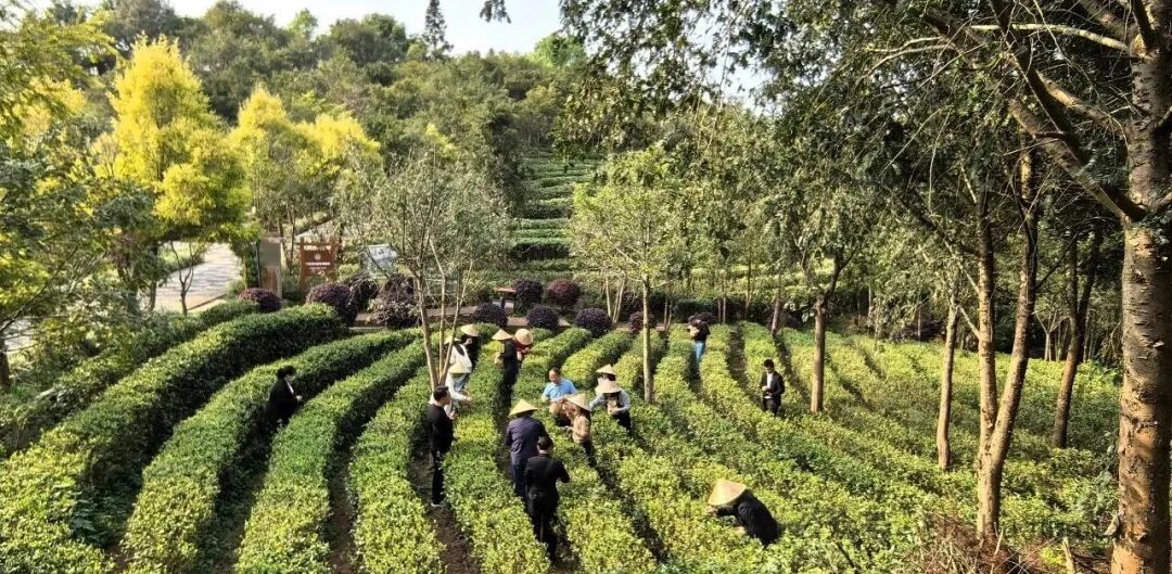 重新认识赣南高山茶