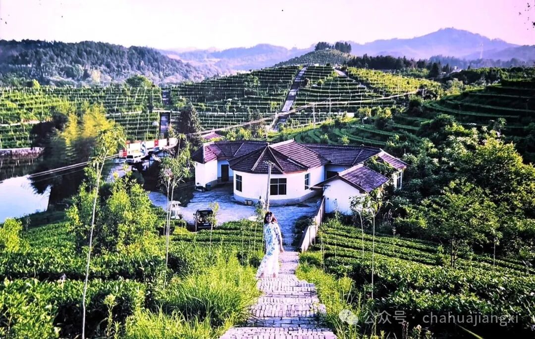 重新认识赣南高山茶