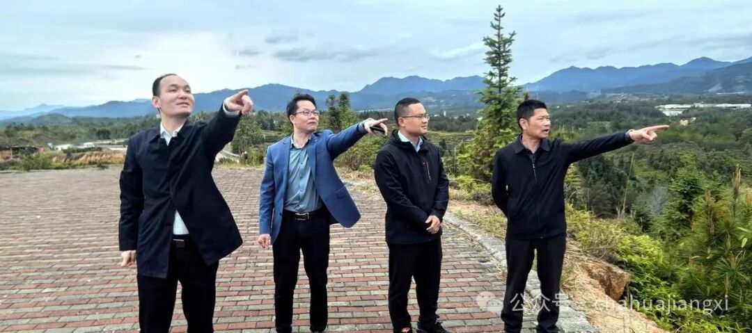 重新认识赣南高山茶