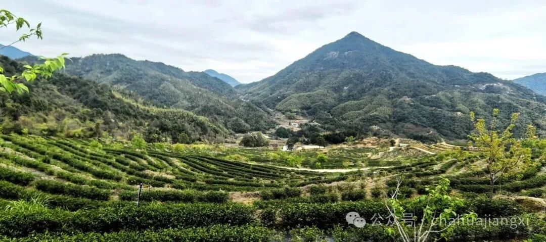 重新认识赣南高山茶