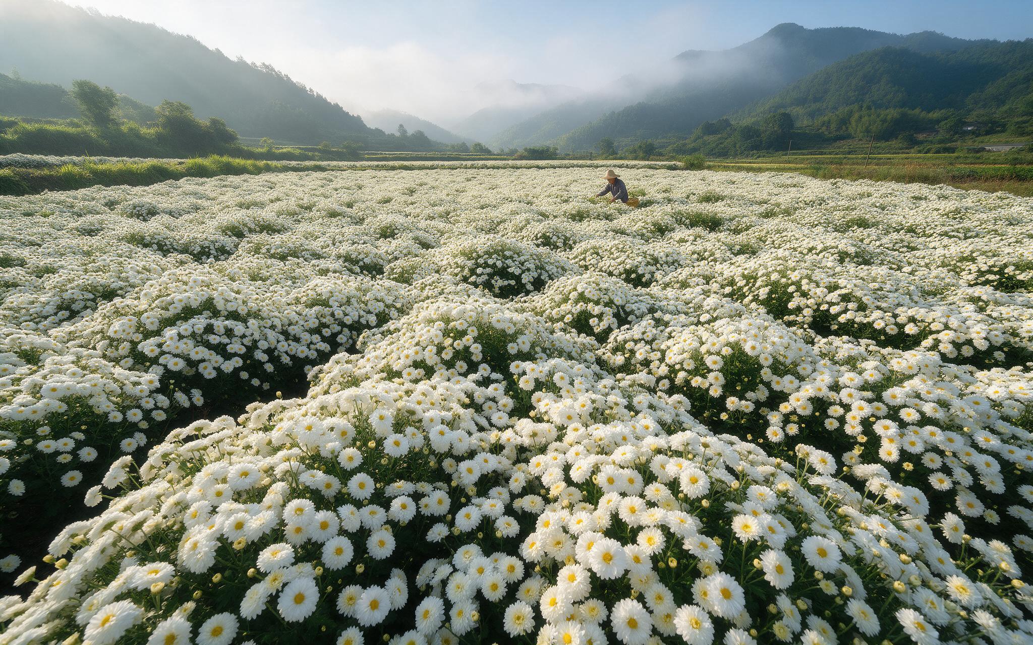 杭白菊花田（示意图）